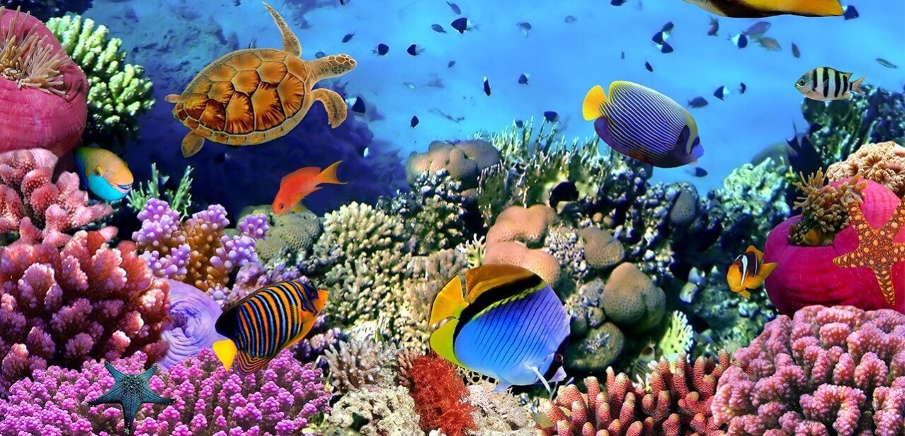Lobster and Crustacean Systems