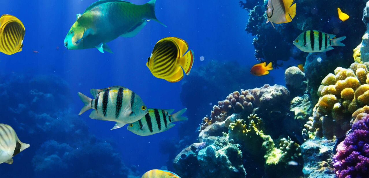 Aquarium Livestock Supply